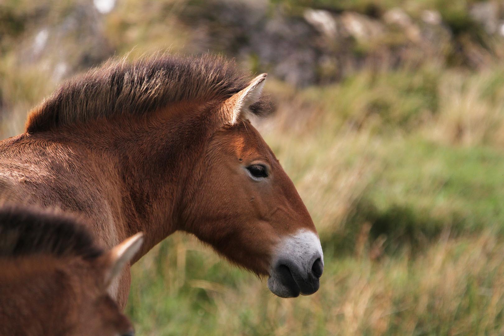Przewalski's wild horse looking to the right IMAGE: Laura Moore 2023